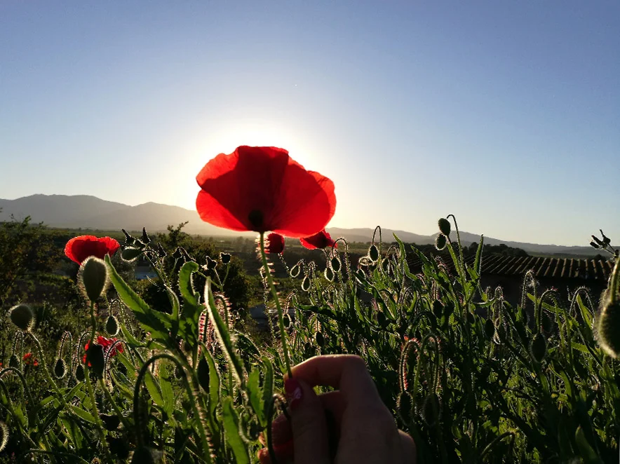 ANZAC DAY 开放牙医 墨尔本